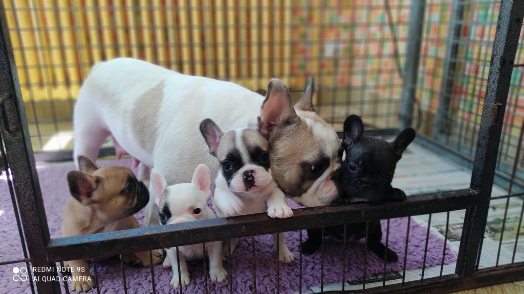 chiot Bouledogue français Tous les matins du monde