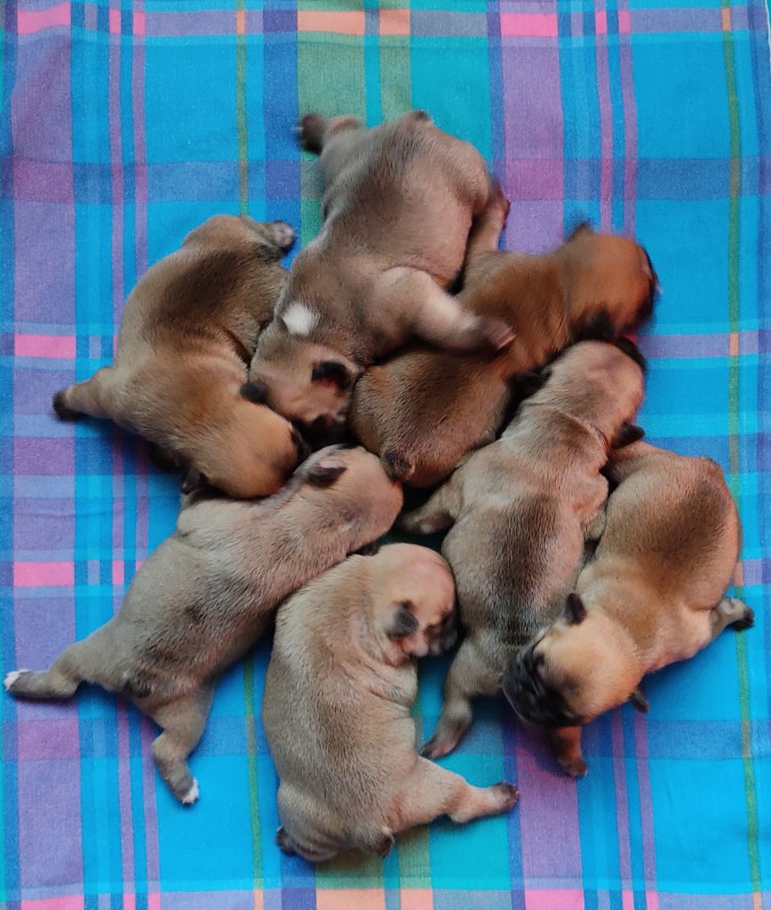 chiot Bouledogue français Tous les matins du monde