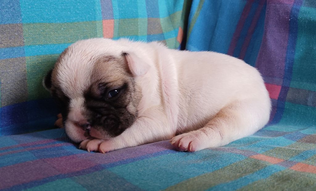 Tous les matins du monde - Chiot disponible  - Bouledogue français