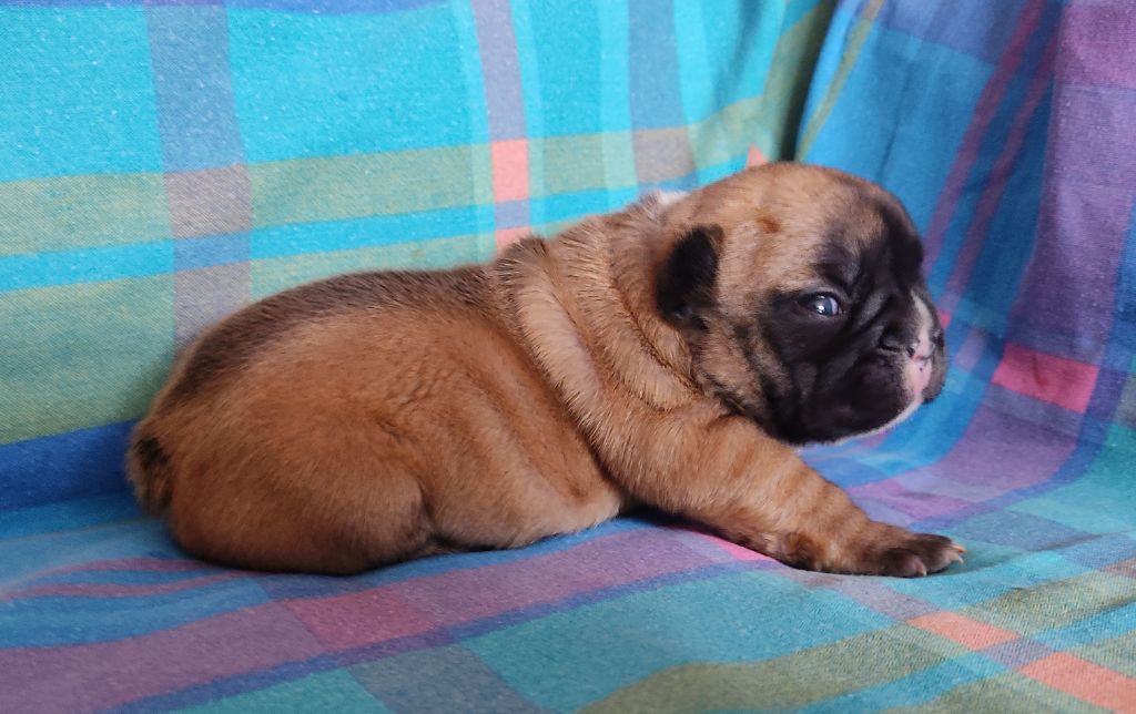 Tous les matins du monde - Chiot disponible  - Bouledogue français