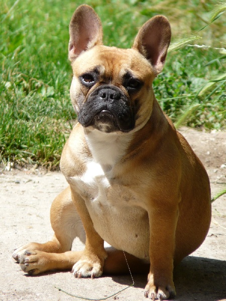 Tous les matins du monde Chanson pour ginger