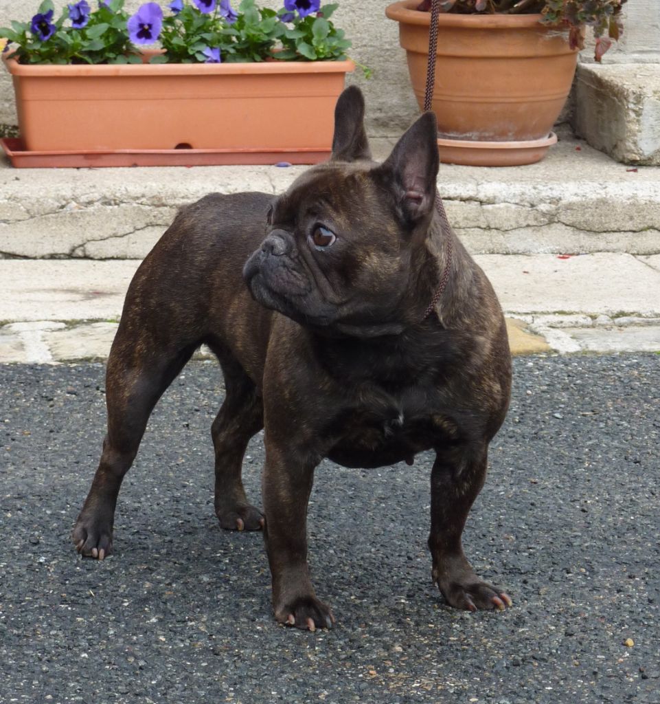 Tous les matins du monde Upette