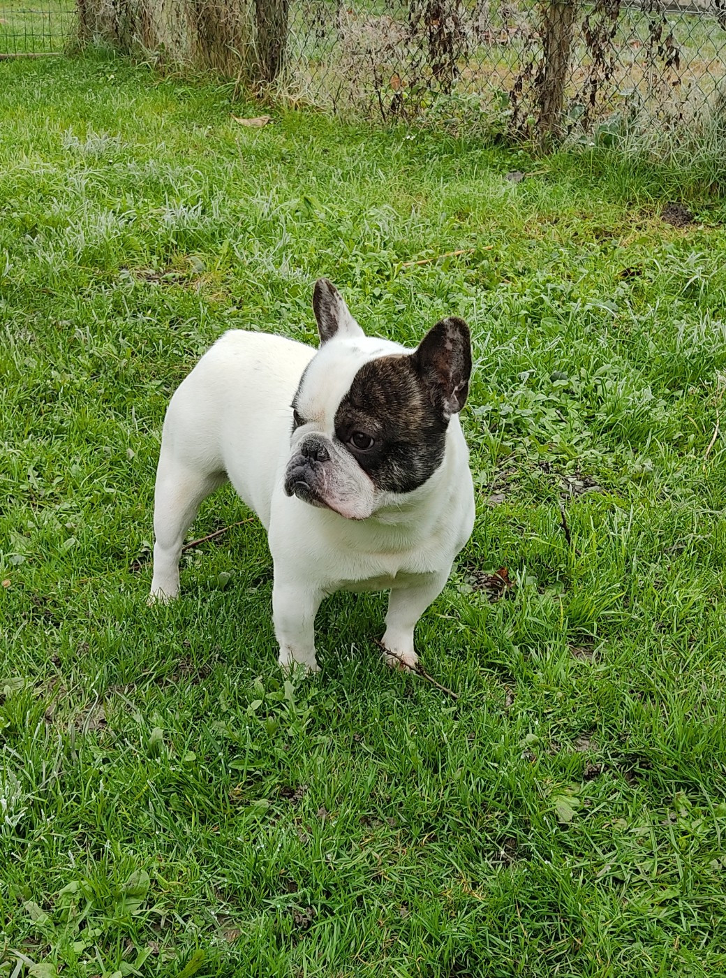 Tous les matins du monde Uggy les bons tuyaux