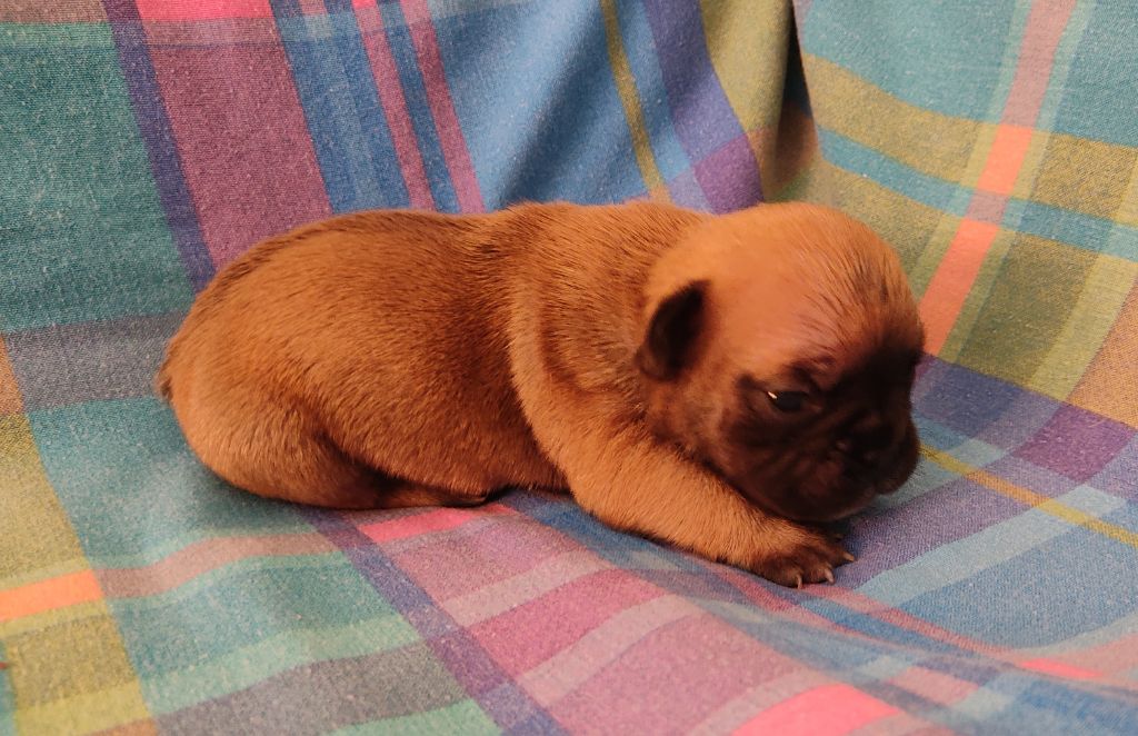Tous les matins du monde - Chiots disponibles - Bouledogue français
