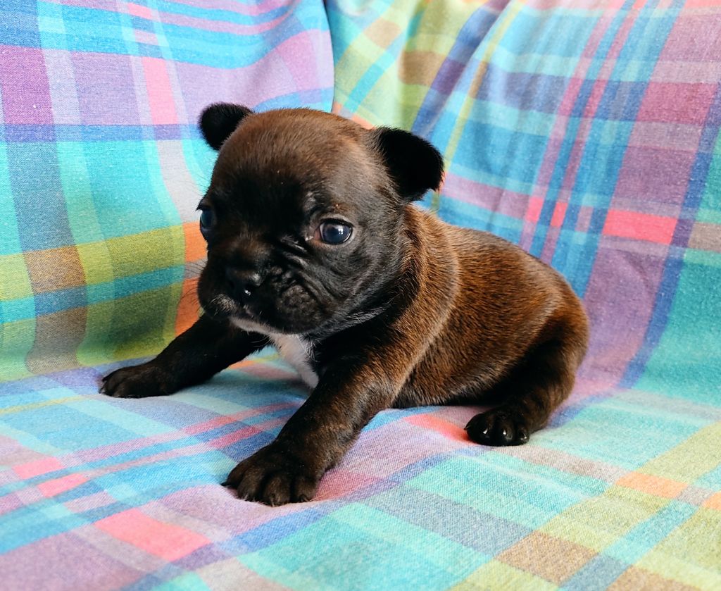 Tous les matins du monde - Chiots disponibles - Bouledogue français