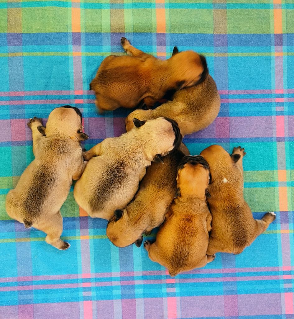 Chiot Bouledogue français Tous les matins du monde