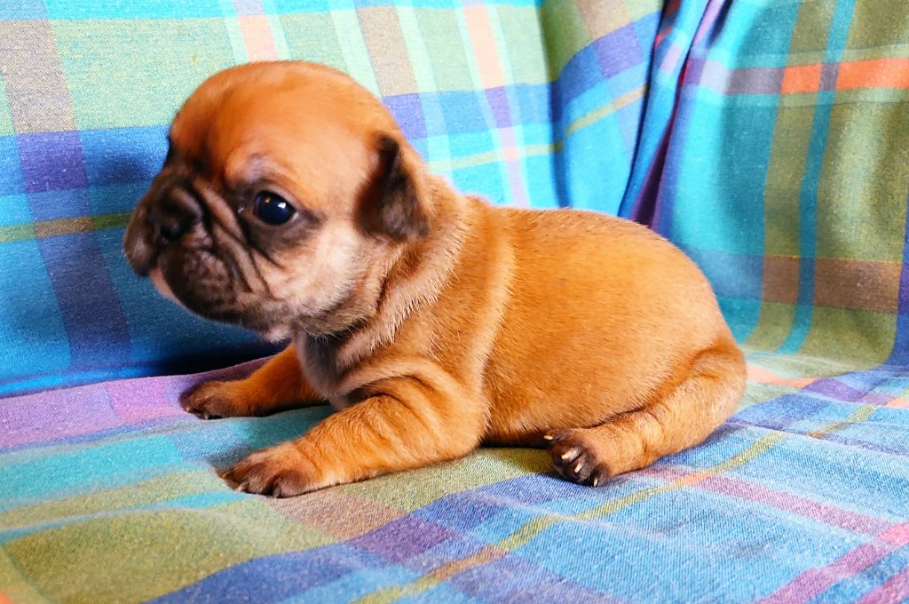 Tous les matins du monde - Chiots disponibles - Bouledogue français