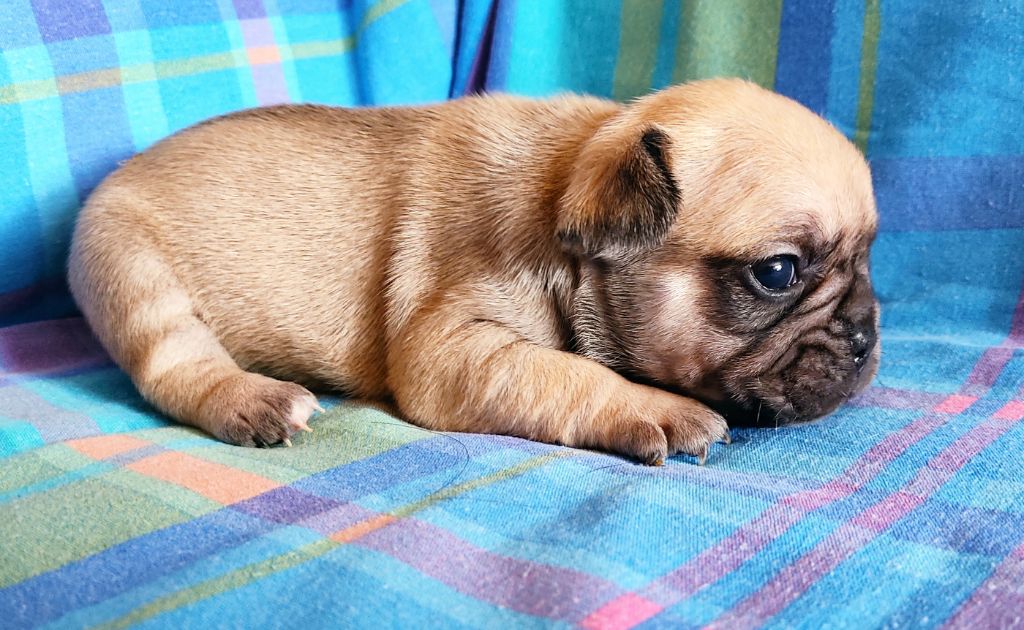 Tous les matins du monde - Chiots disponibles - Bouledogue français