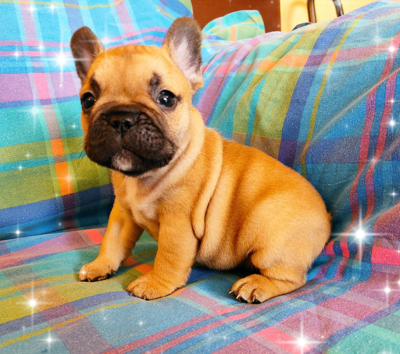 Tous les matins du monde - Chiots disponibles - Bouledogue français