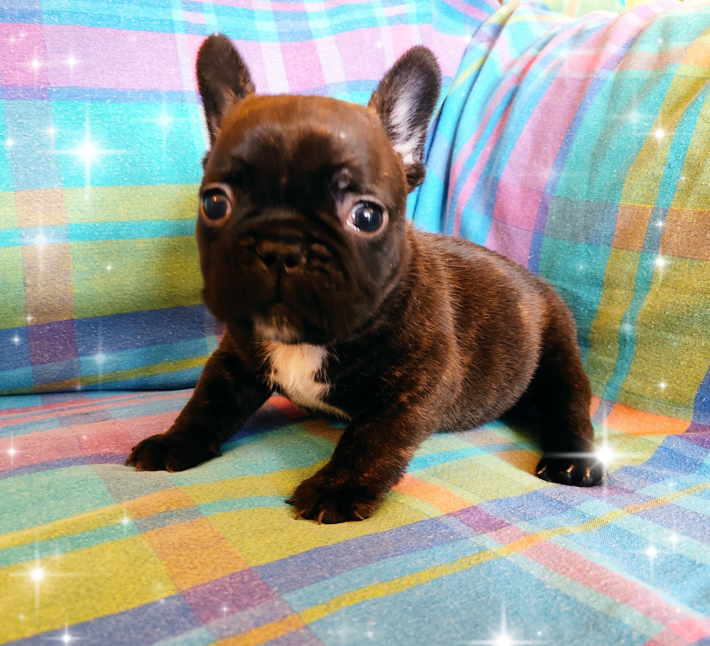 Tous les matins du monde - Chiots disponibles - Bouledogue français