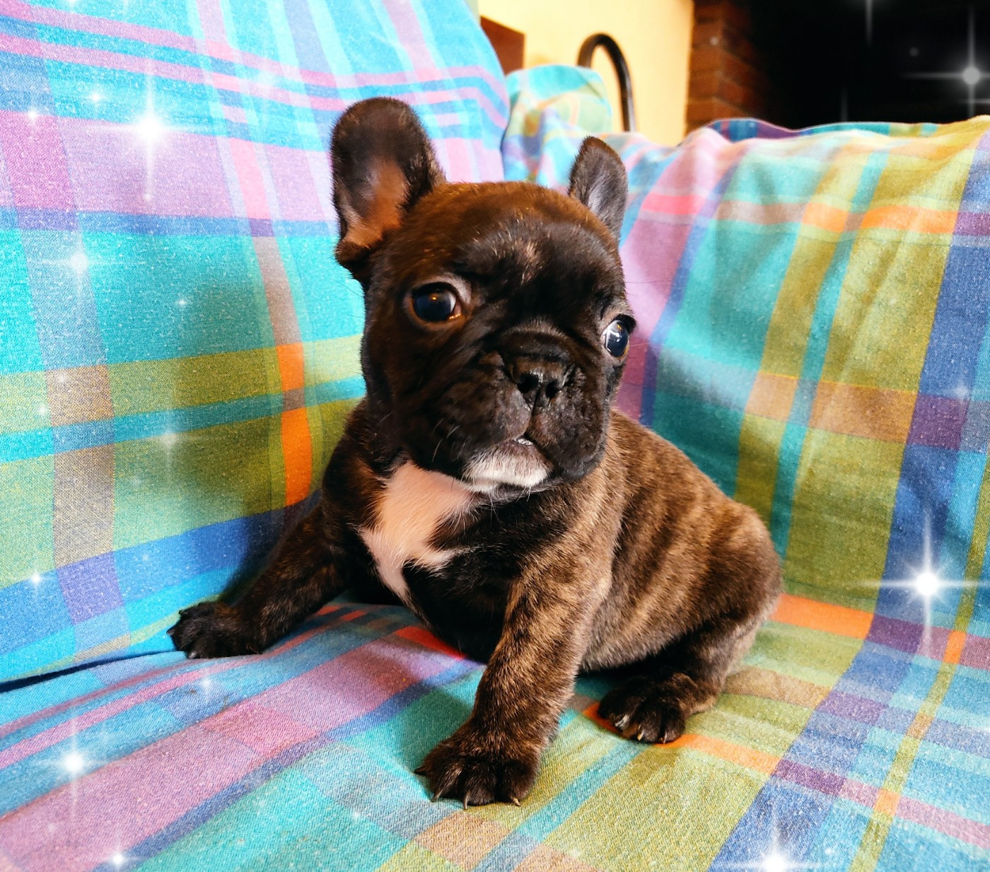 Tous les matins du monde - Chiots disponibles - Bouledogue français