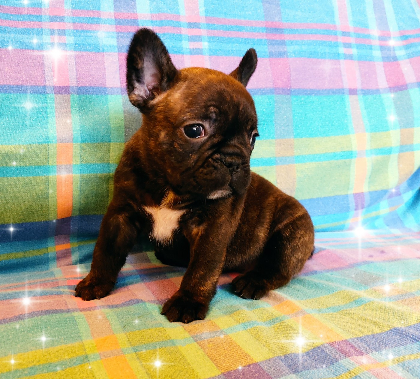 Tous les matins du monde - Chiots disponibles - Bouledogue français