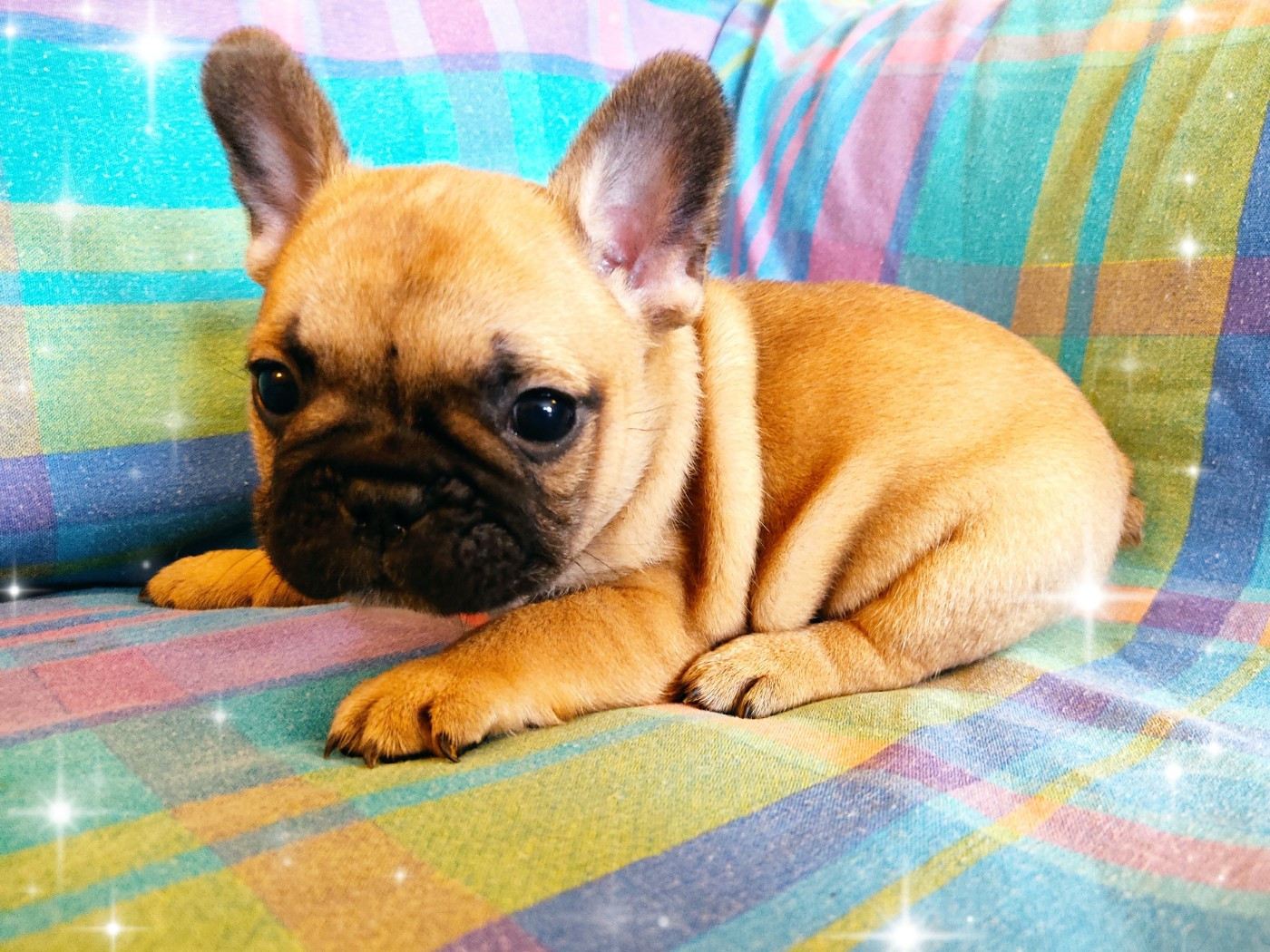 Tous les matins du monde - Chiots disponibles - Bouledogue français