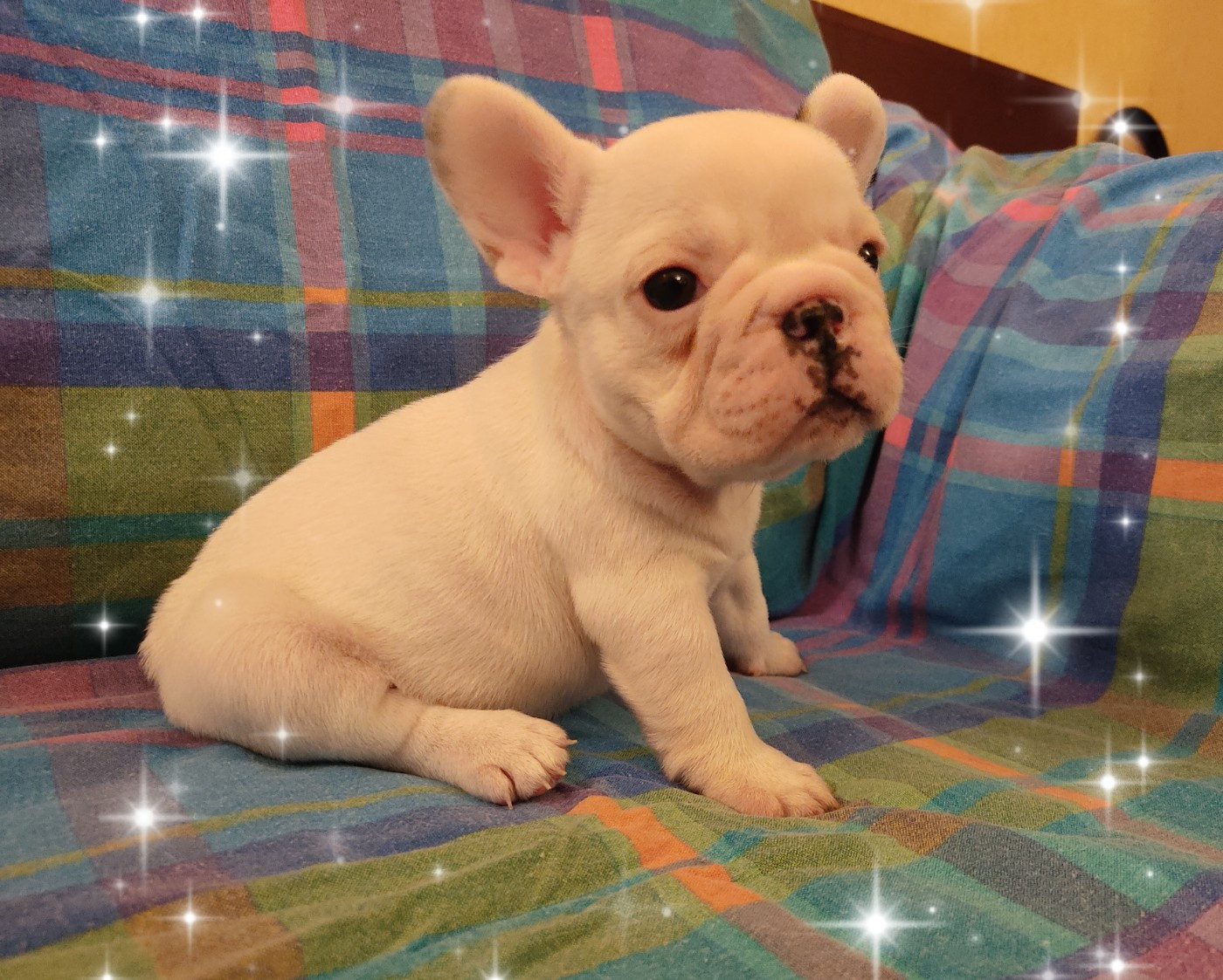 Tous les matins du monde - Chiots disponibles - Bouledogue français
