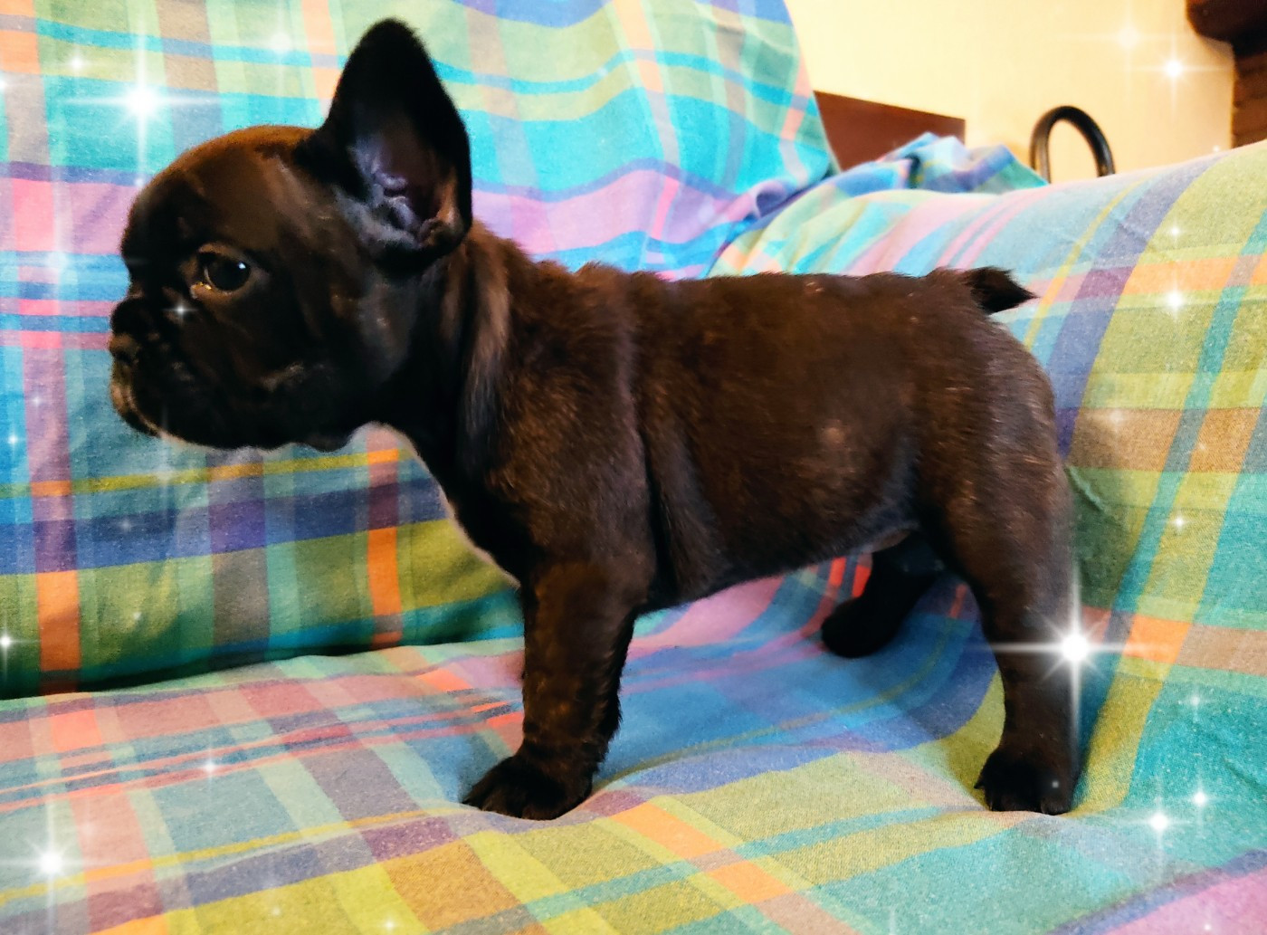 Tous les matins du monde - Chiots disponibles - Bouledogue français
