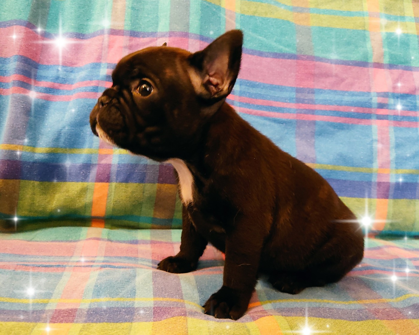 Tous les matins du monde - Chiots disponibles - Bouledogue français