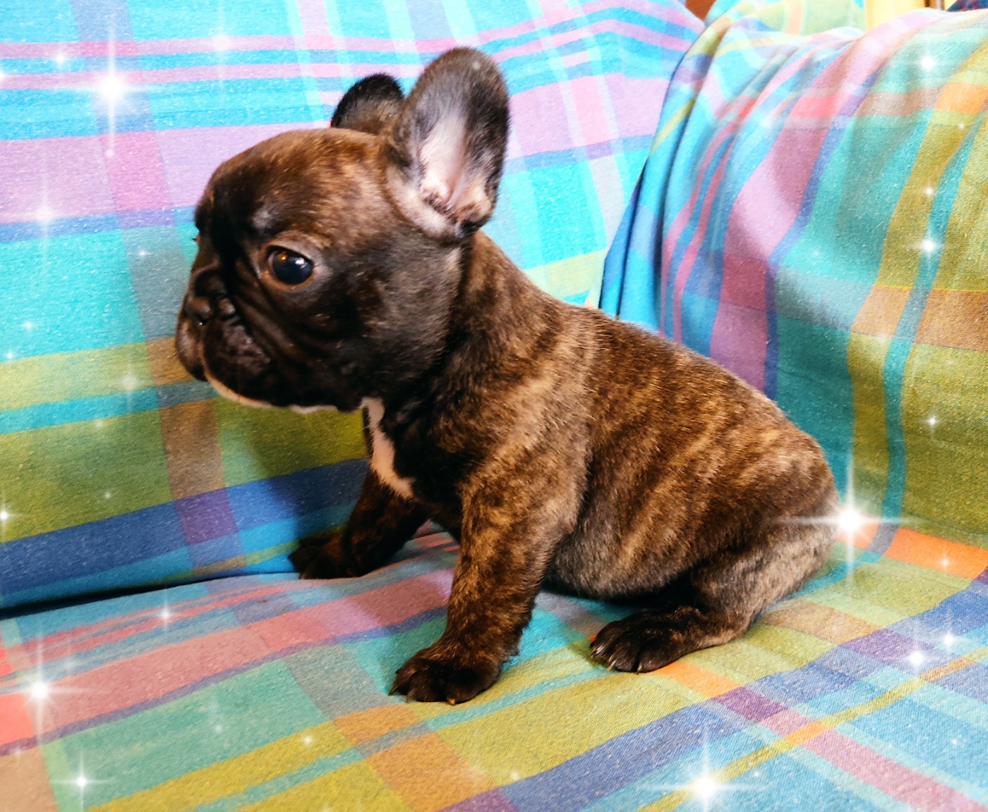 Tous les matins du monde - Chiots disponibles - Bouledogue français