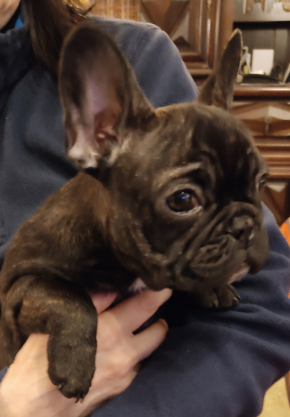 Tous les matins du monde - Chiots disponibles - Bouledogue français