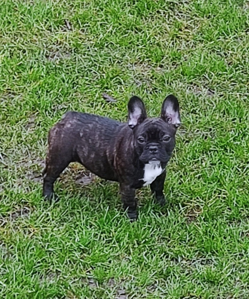 Tous les matins du monde - Chiots disponibles - Bouledogue français