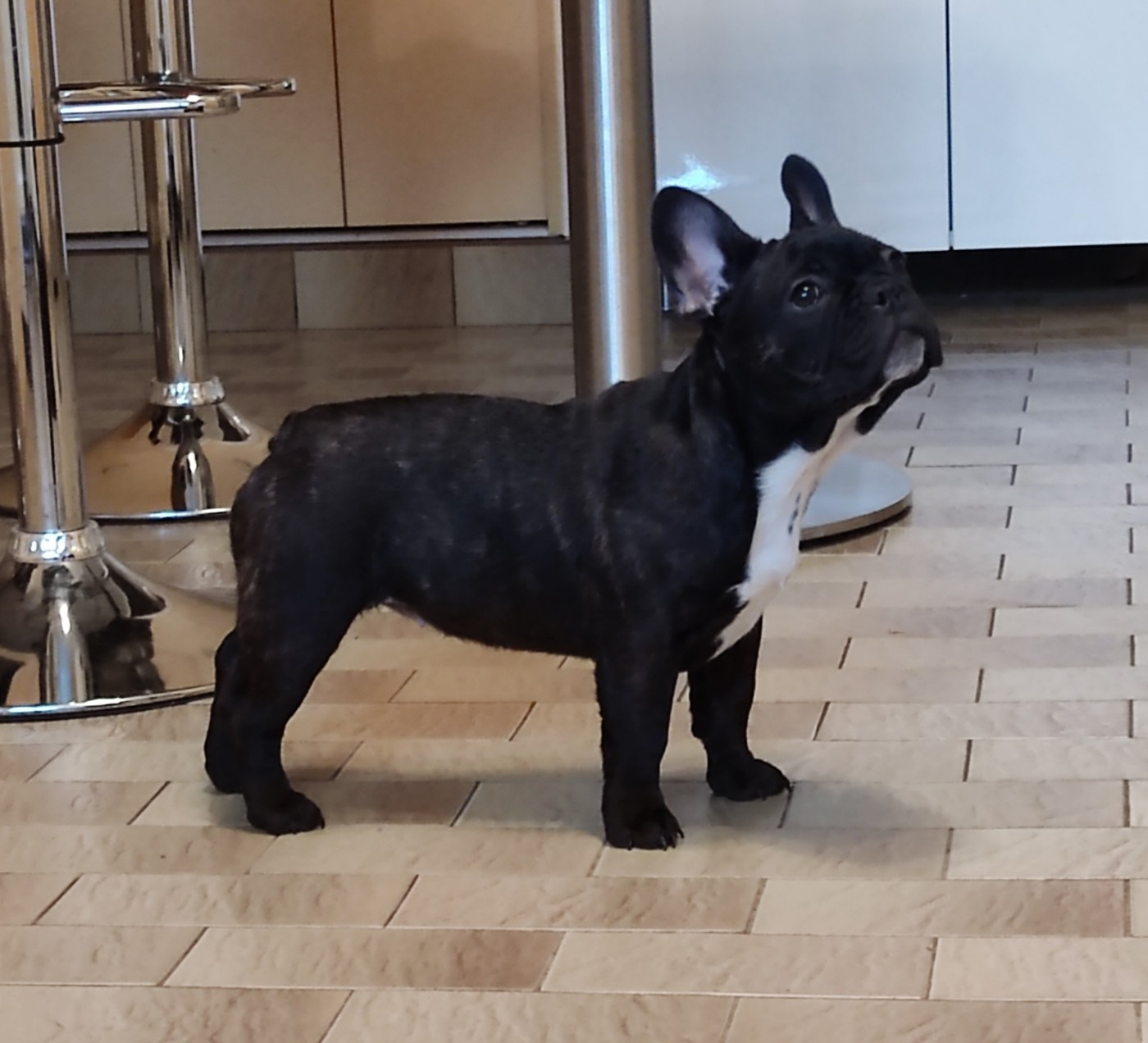 Tous les matins du monde - Chiots disponibles - Bouledogue français