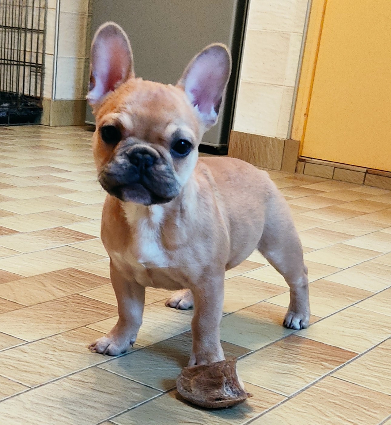 Tous les matins du monde - Chiots disponibles - Bouledogue français