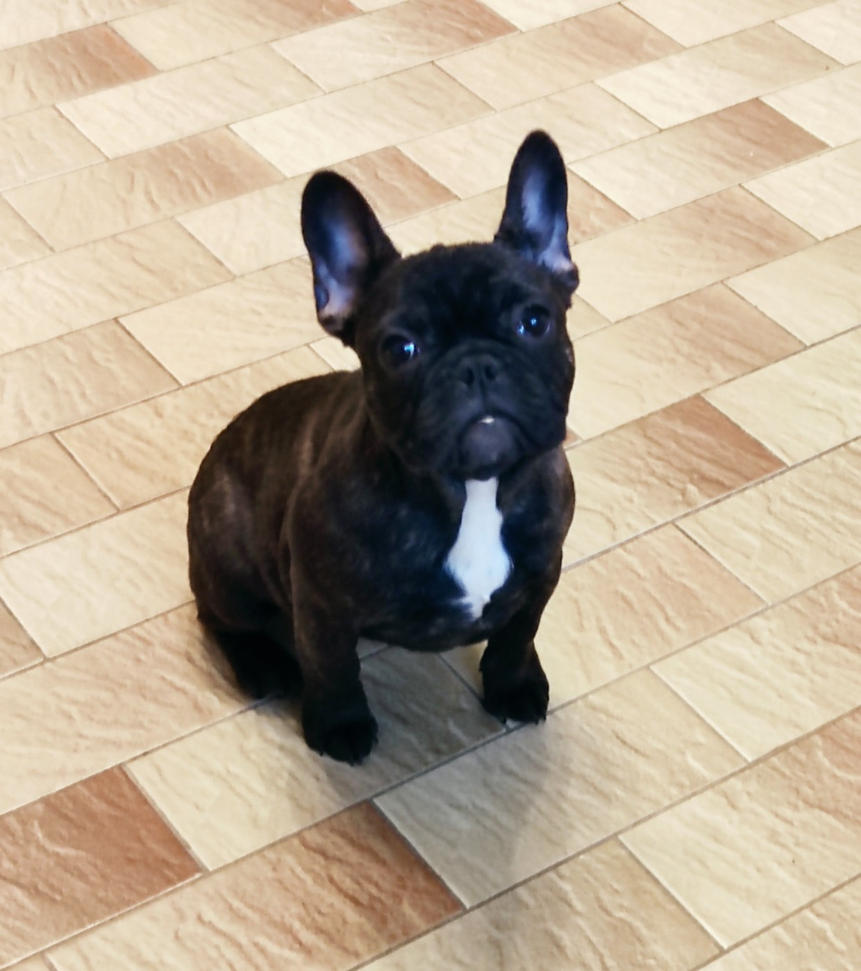 Tous les matins du monde - Chiots disponibles - Bouledogue français