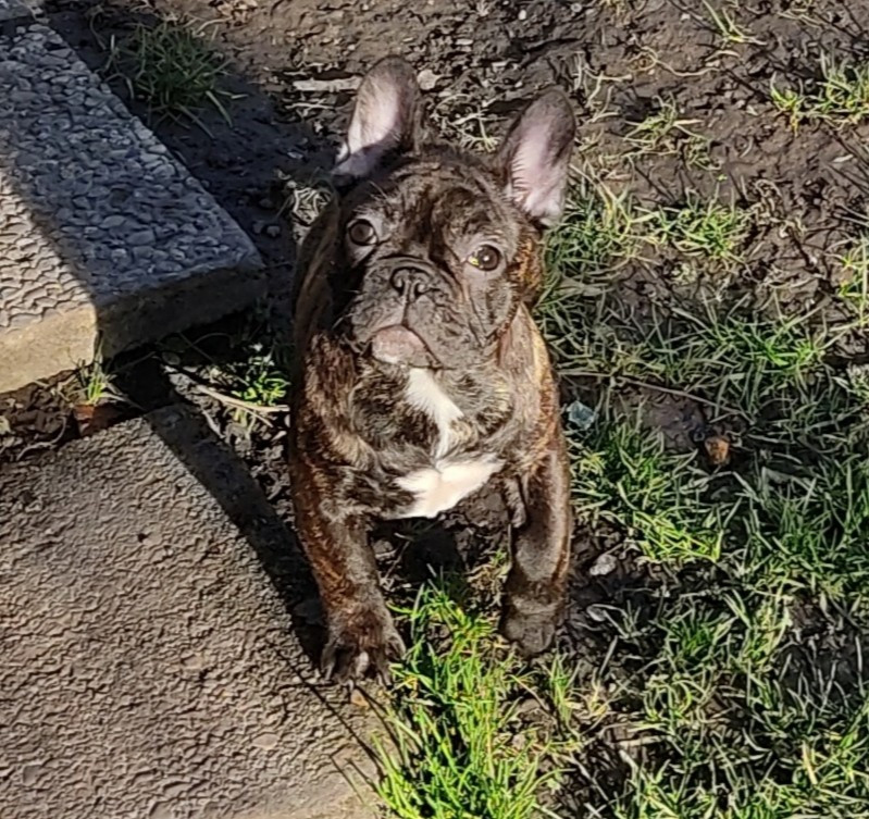 Tous les matins du monde - Chiots disponibles - Bouledogue français