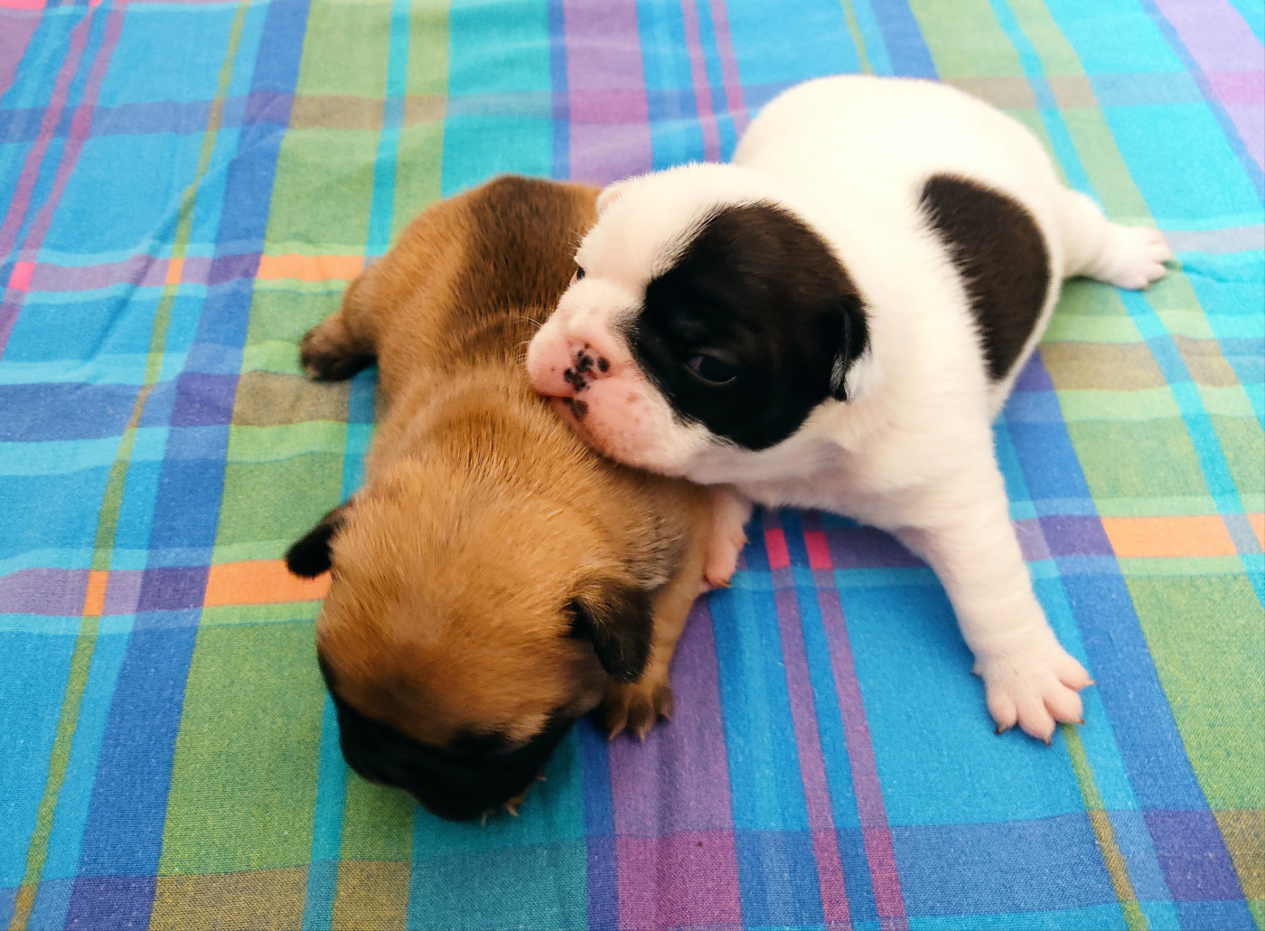 Chiot Bouledogue français Tous les matins du monde