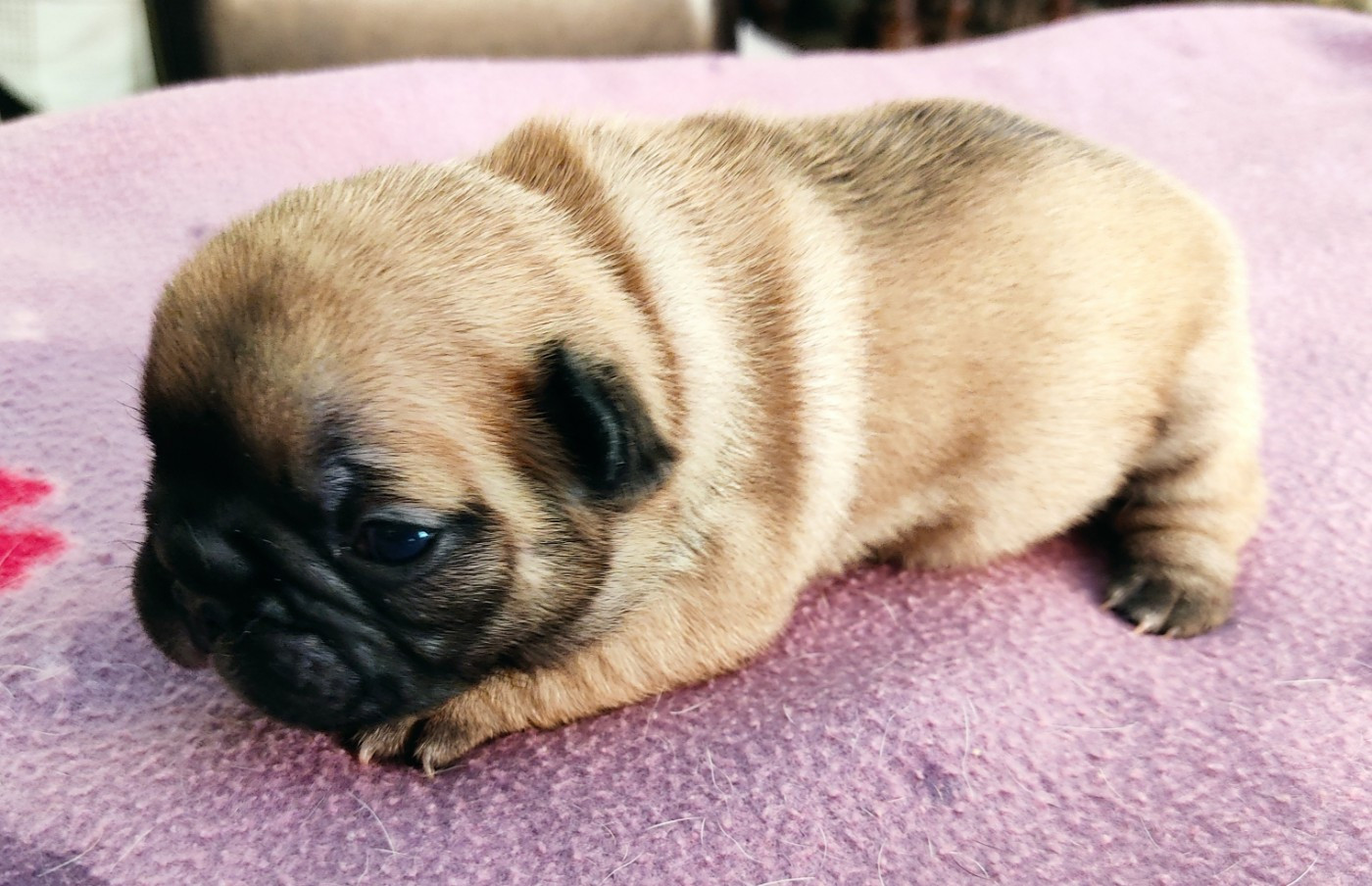 Tous les matins du monde - Chiots disponibles - Bouledogue français