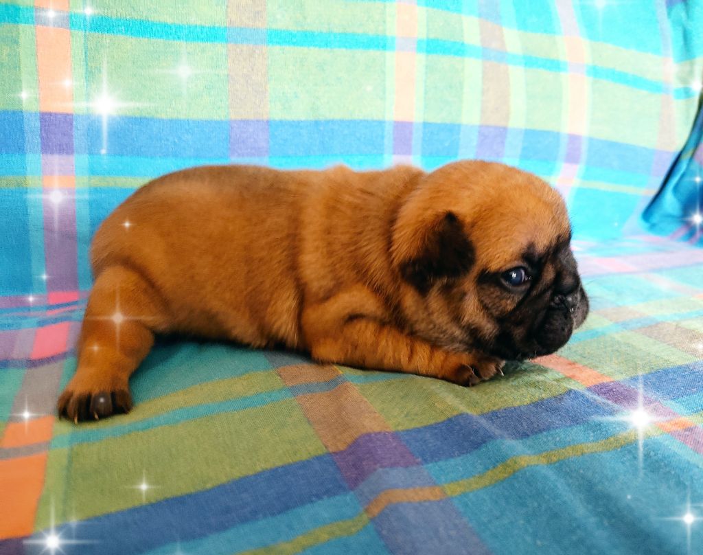 Tous les matins du monde - Chiots disponibles - Bouledogue français