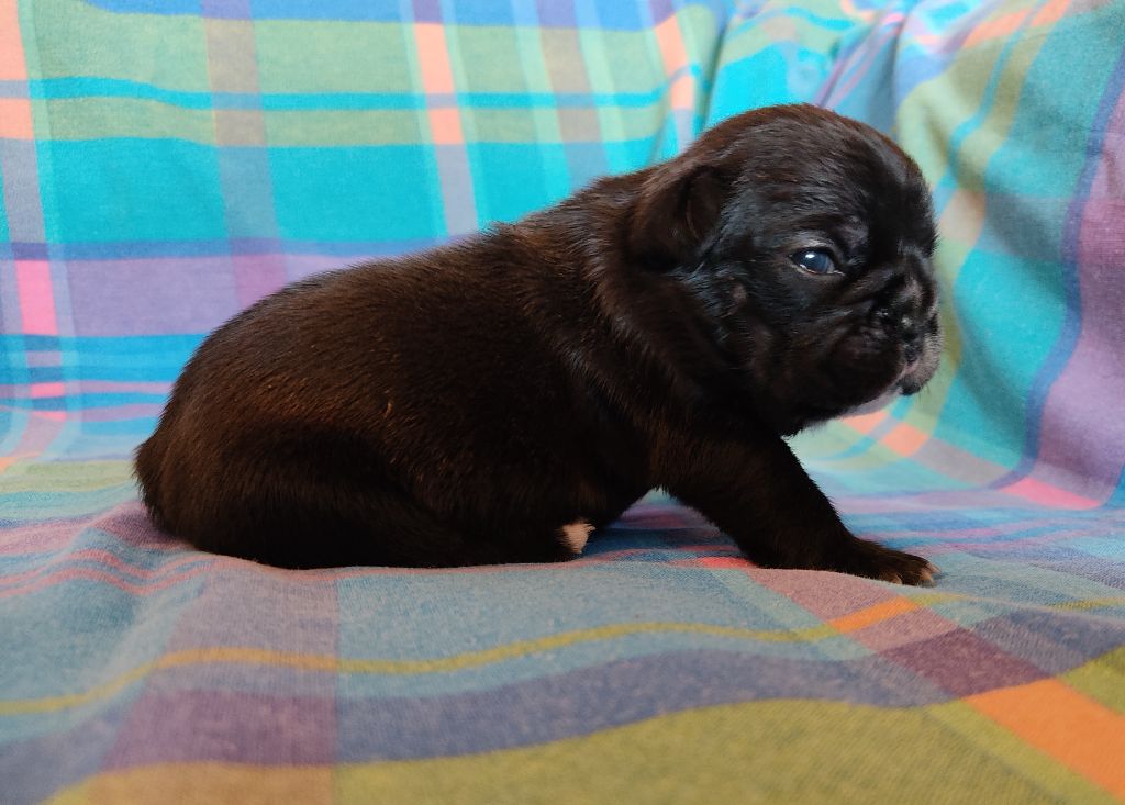 Tous les matins du monde - Chiots disponibles - Bouledogue français