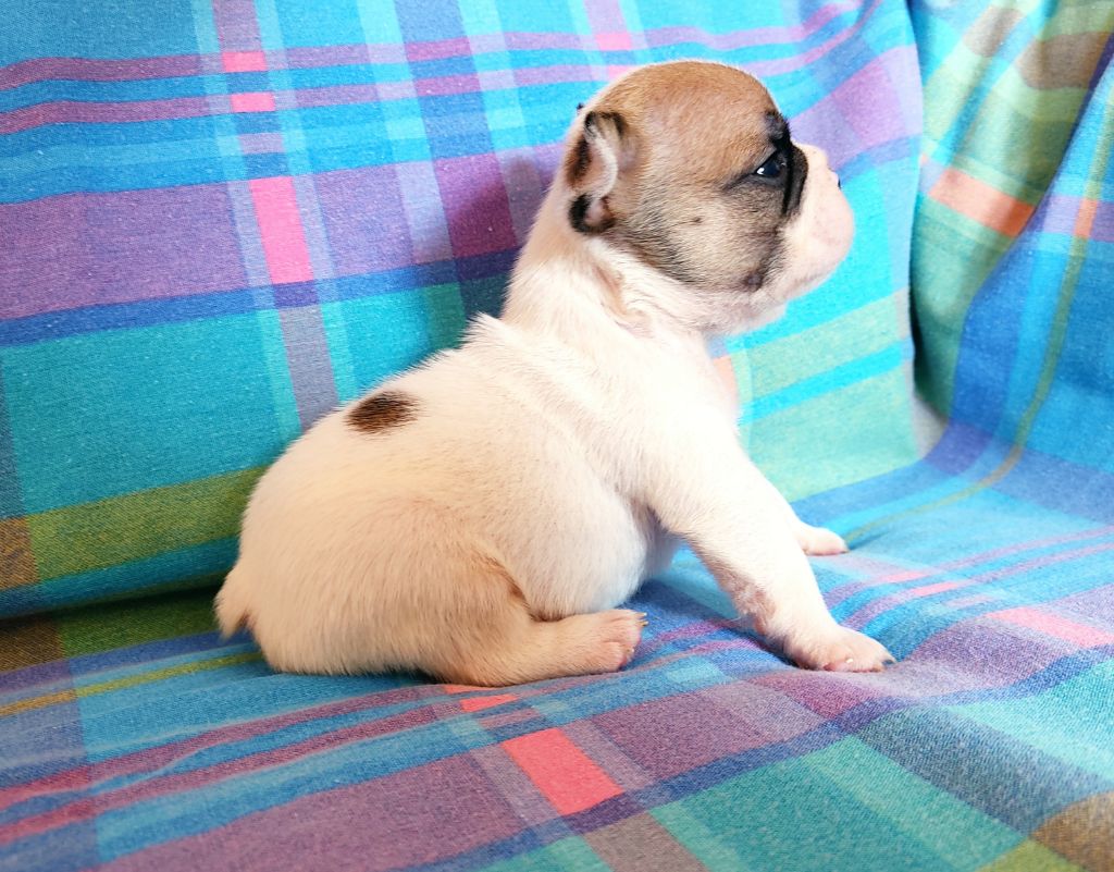 Tous les matins du monde - Chiots disponibles - Bouledogue français