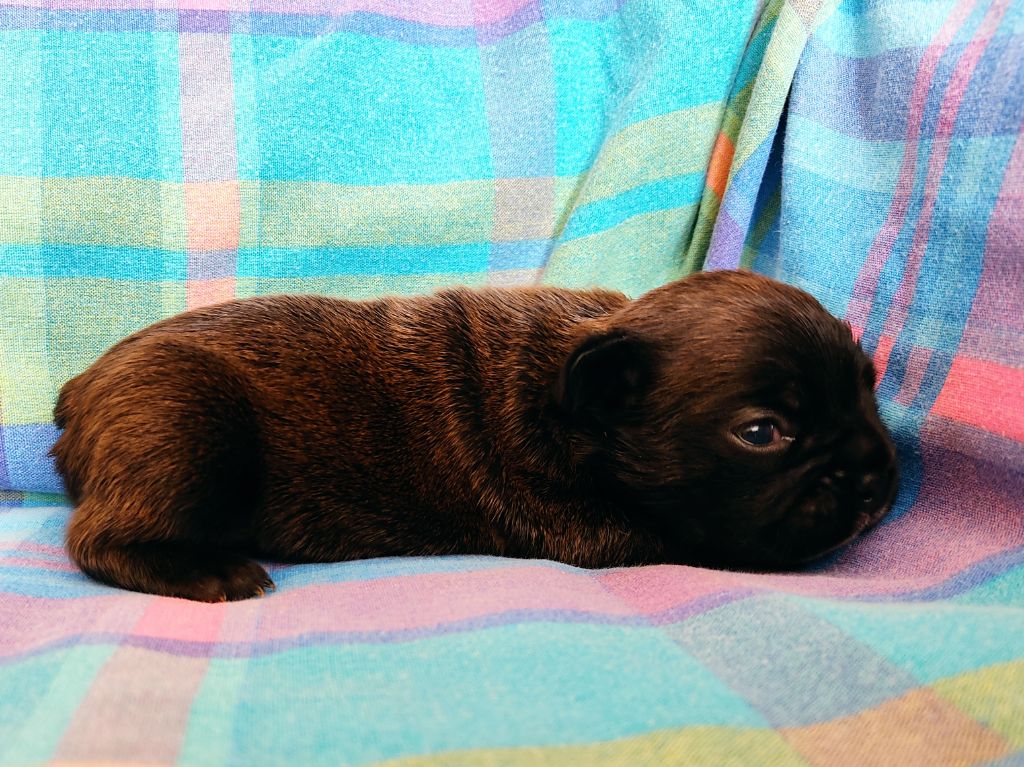 Tous les matins du monde - Chiots disponibles - Bouledogue français