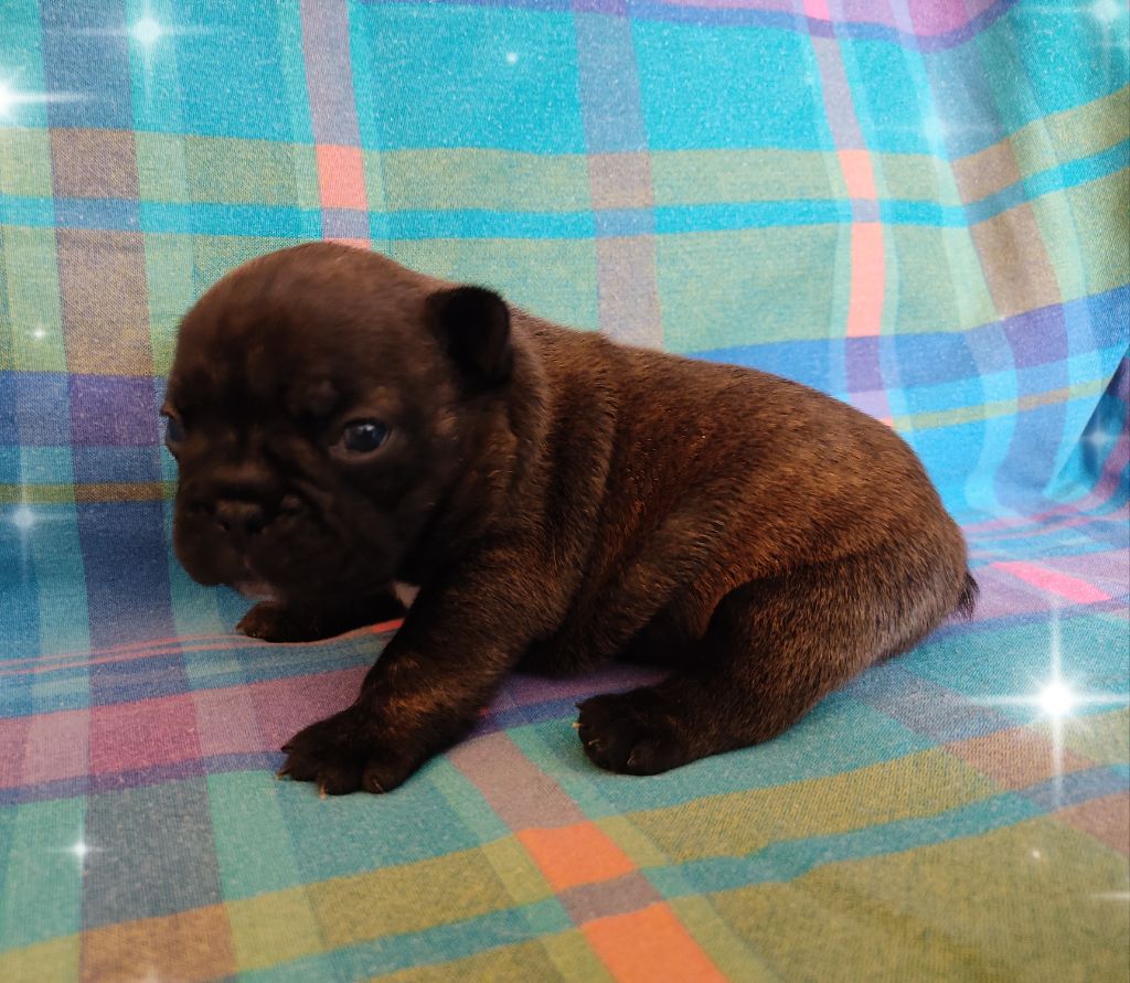 Tous les matins du monde - Chiots disponibles - Bouledogue français