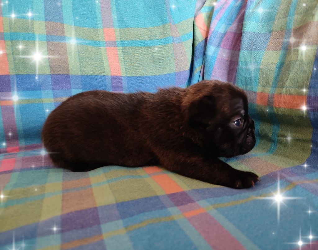 Tous les matins du monde - Chiots disponibles - Bouledogue français