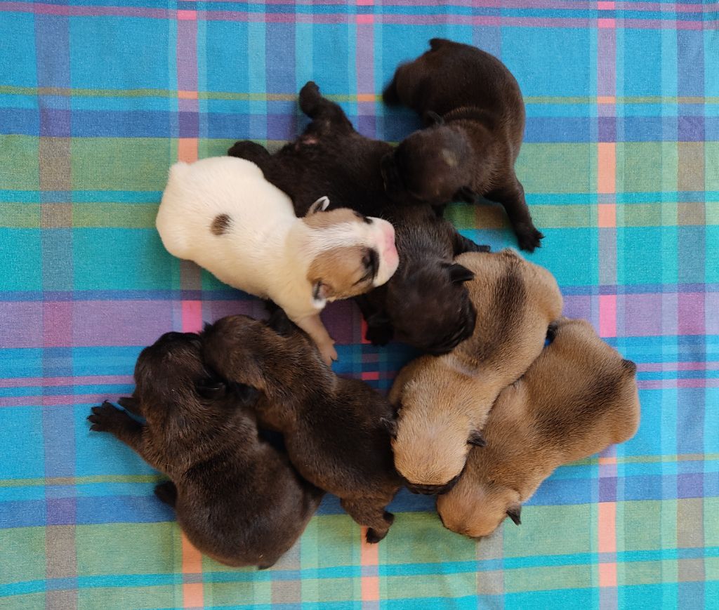 Chiot Bouledogue français Tous les matins du monde