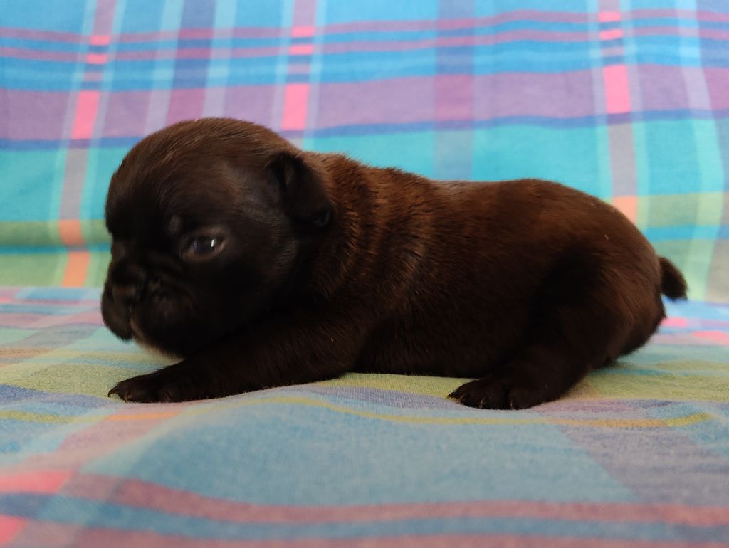 Tous les matins du monde - Chiots disponibles - Bouledogue français