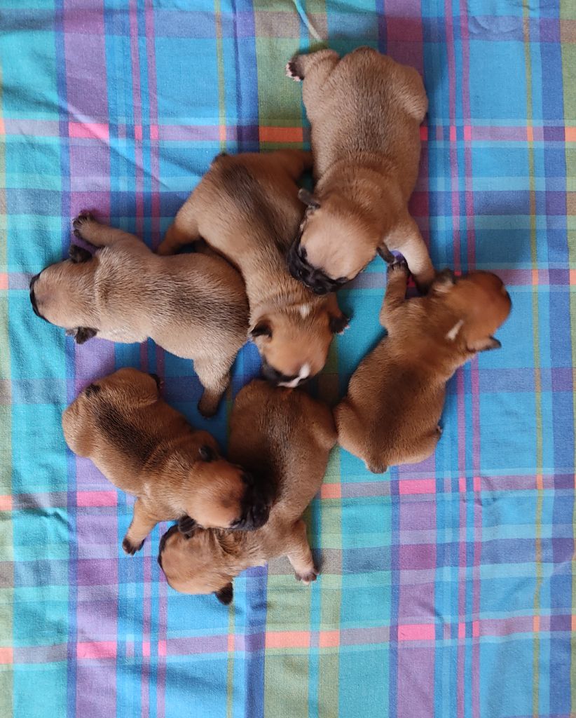 Chiot Bouledogue français Tous les matins du monde