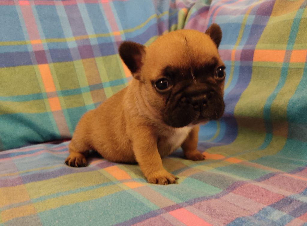 Tous les matins du monde - Chiots disponibles - Bouledogue français
