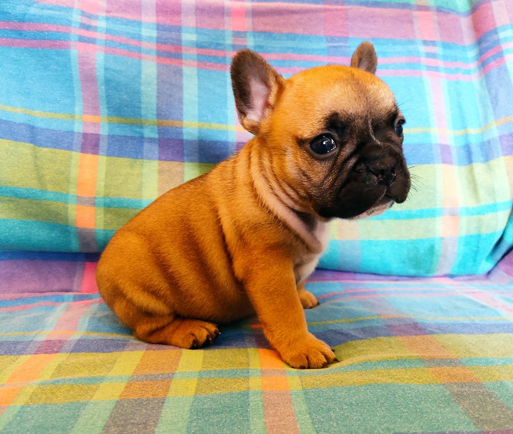 Tous les matins du monde - Chiots disponibles - Bouledogue français