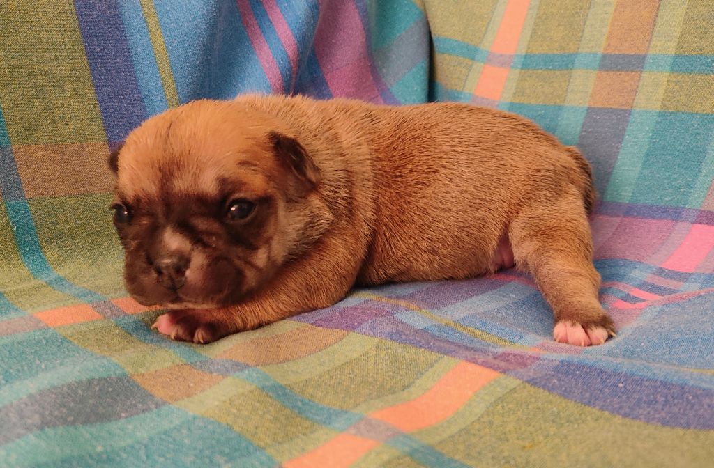 Tous les matins du monde - Chiots disponibles - Bouledogue français