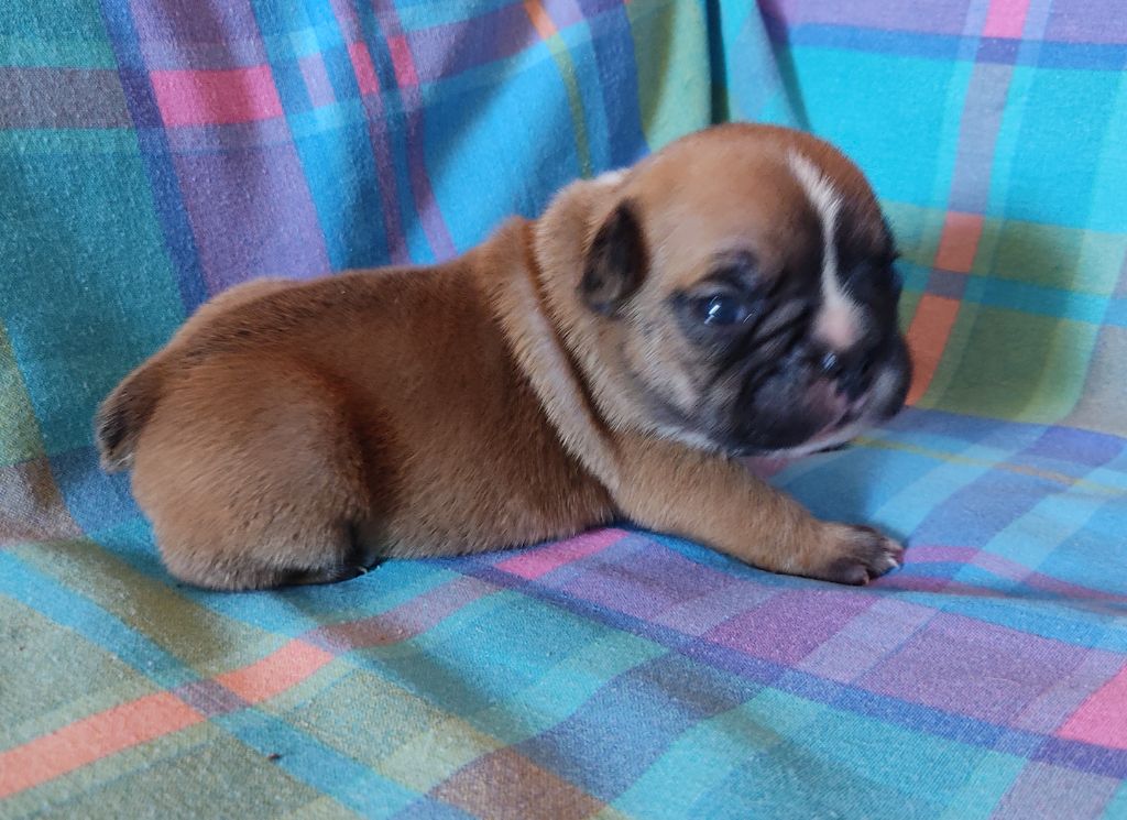 Tous les matins du monde - Chiots disponibles - Bouledogue français