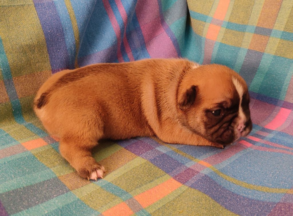 Tous les matins du monde - Chiots disponibles - Bouledogue français