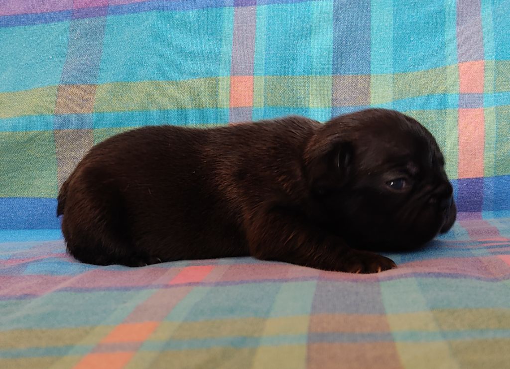 Tous les matins du monde - Chiots disponibles - Bouledogue français