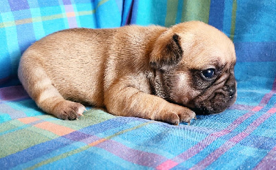 CHIOT 4