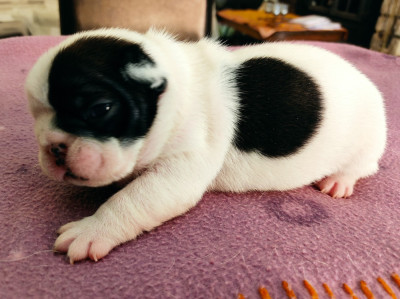 Bono ( à définir)