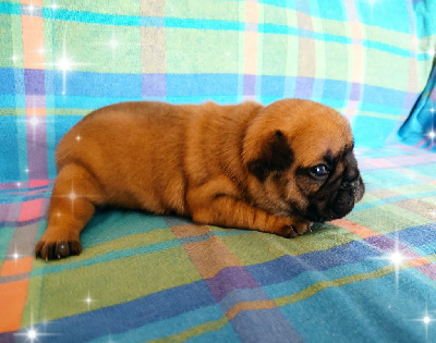 CHIOT 3