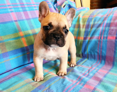 CHIOT 1