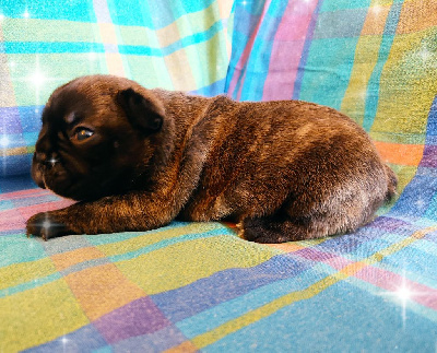CHIOT 2
