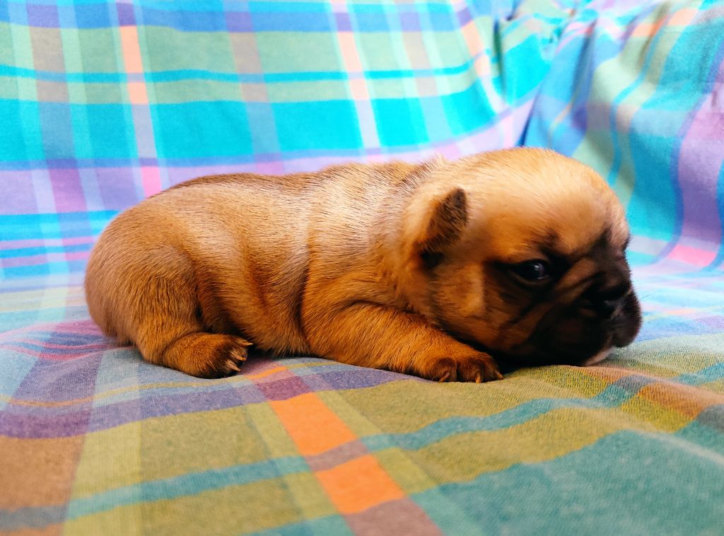 Tous les matins du monde - Chiots disponibles - Bouledogue français